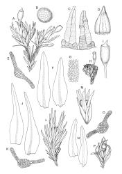 Image: R.C. Wagstaff © Landcare Research 2017 